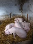 LZ00466 Pigs in St Fagans.jpg